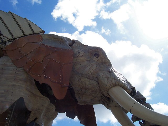 éléphant 1