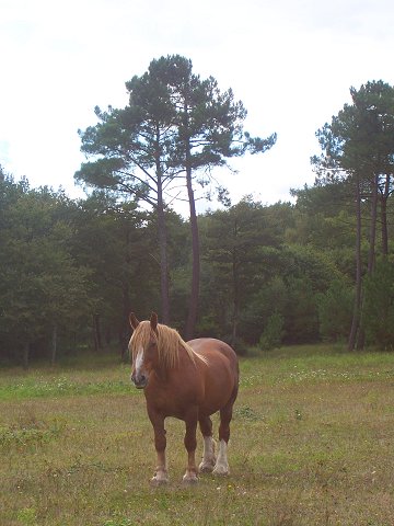 cheval dans un champ à Guipry